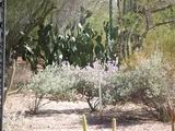 botanicalgarden03.jpg