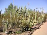 botanicalgarden04.jpg