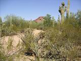 botanicalgarden05.jpg