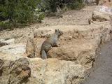 grandcanyon11.jpg