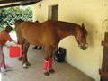 trec_10mai2008_002.jpg