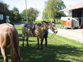 trec_11mai2008_025.jpg