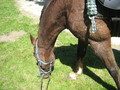 trec_11mai2008_037.jpg