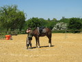 trec_11mai2008_044.jpg