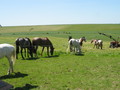 trec_11mai2008_082.jpg