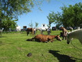 trec_11mai2008_099.jpg